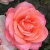 marelymariles marelymariles
